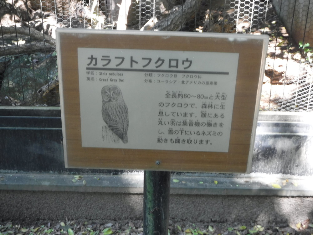 千葉市動物公園カラフトフクロウ