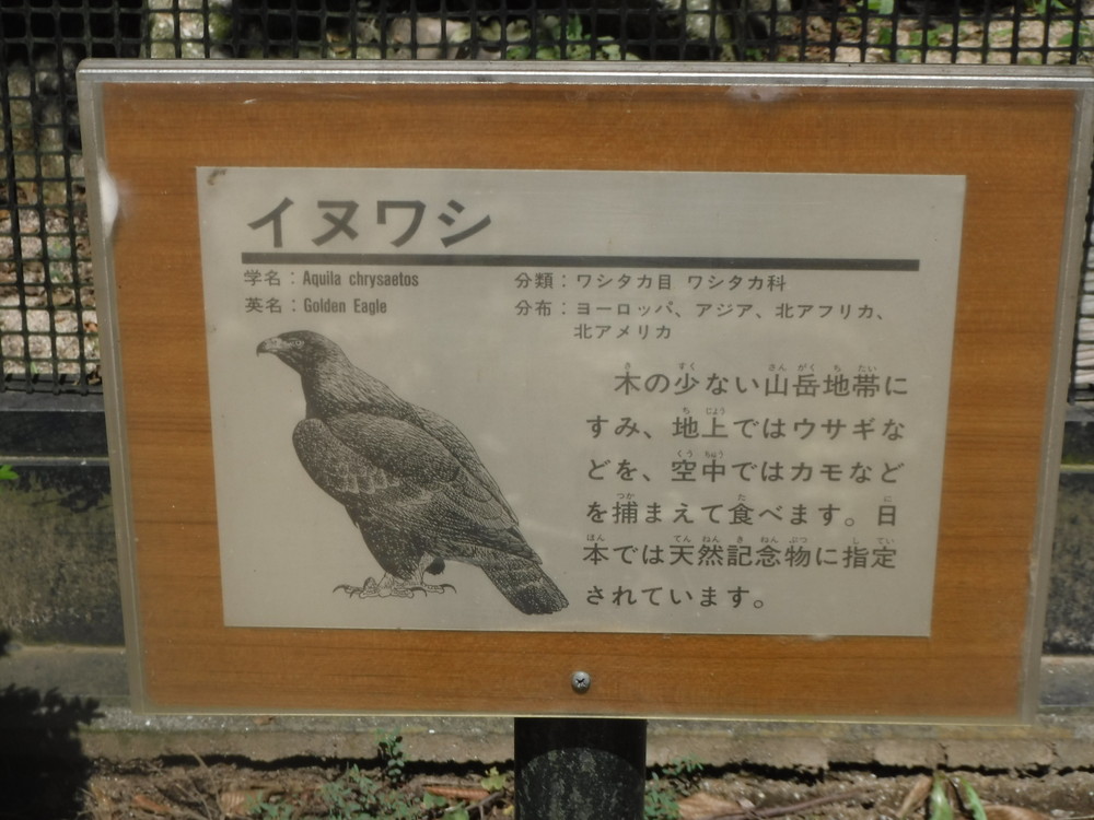 千葉市動物公園　イヌワシ