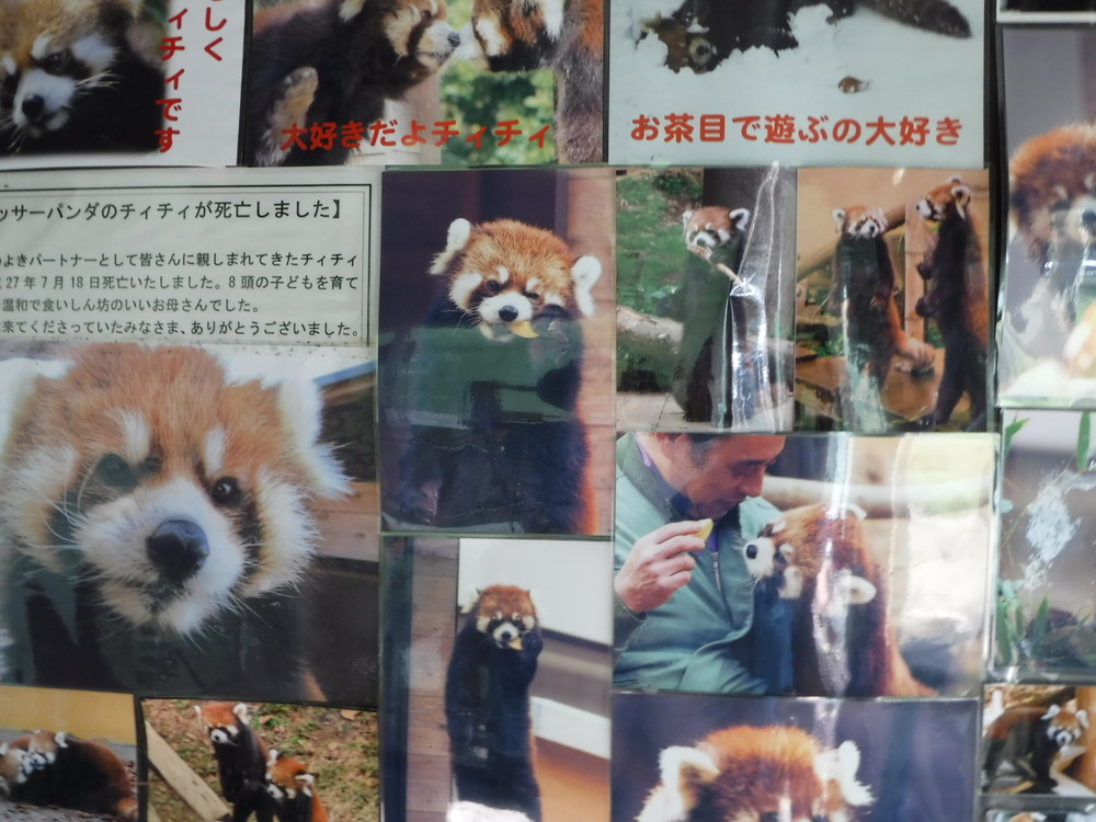 千葉市動物公園　レッサーパンダ