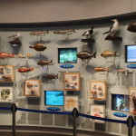 千葉県立中央博物館分館の海の博物館がすごい