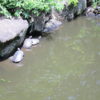 5月の御瀧不動尊の池