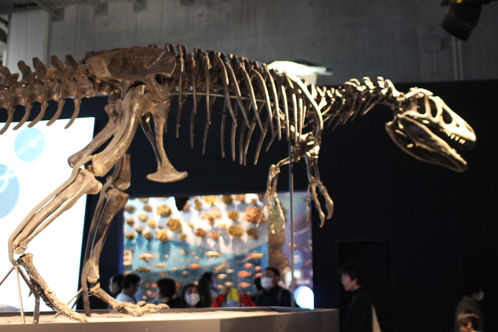 恐竜の化石を見に上野の国立科学博物館に行きました ノーマルブログ