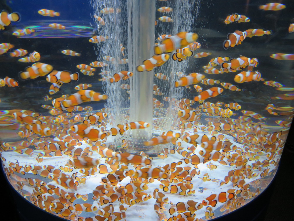 鴨川シーワールド完全制覇 してきました ノーマルブログ