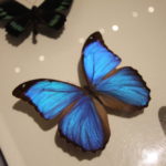 昆虫展でモルフォ蝶の美しさから思う事