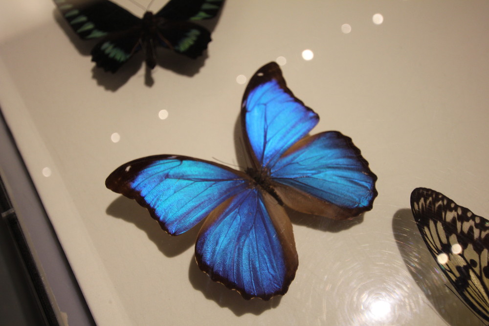 昆虫展でモルフォ蝶の美しさから思う事 ノーマルブログ